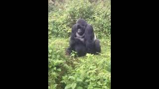 mountain gorillas mating