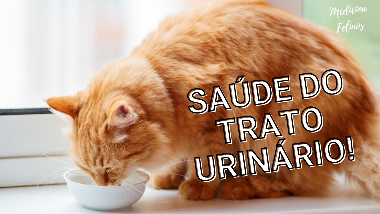 9 DICAS para PREVENIR DOENÇAS DO TRATO URINÁRIO no seu gato! 9 DICAS para PREVENIR DOENÇAS DO TRATO URINÁRIO no seu gato!