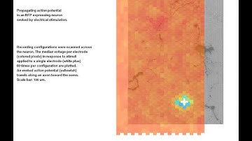 Tracking Axons - Supplementary Movie 3