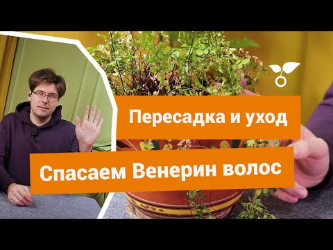 Спасаем Венерин волос. Пересадка и уход за адиантумом