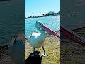 Chip4Pelican🏖️#australia #pacific #birdwatching #forster #nsw #jadran #novisad #jurassicpark
