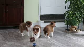 Shetland Sheepdog Puppies for Sale