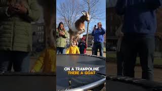 why is there a goat on a trampoline?