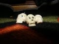 A Silly Skull Joke A Stop Motion Short
