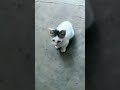 Empezando un nuevo día #gatitos #cat #consentidotumascota #catchow #cute #kitten