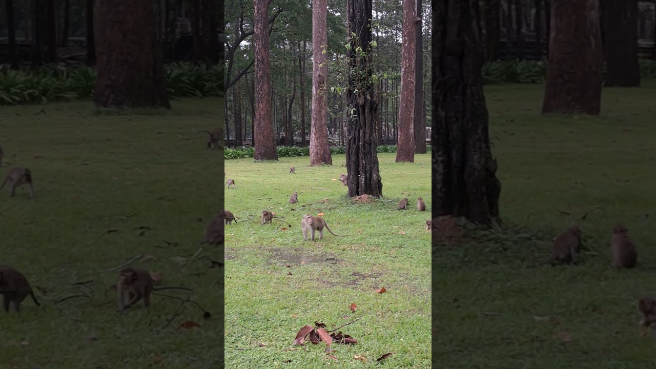 Monkey Amber's Group 