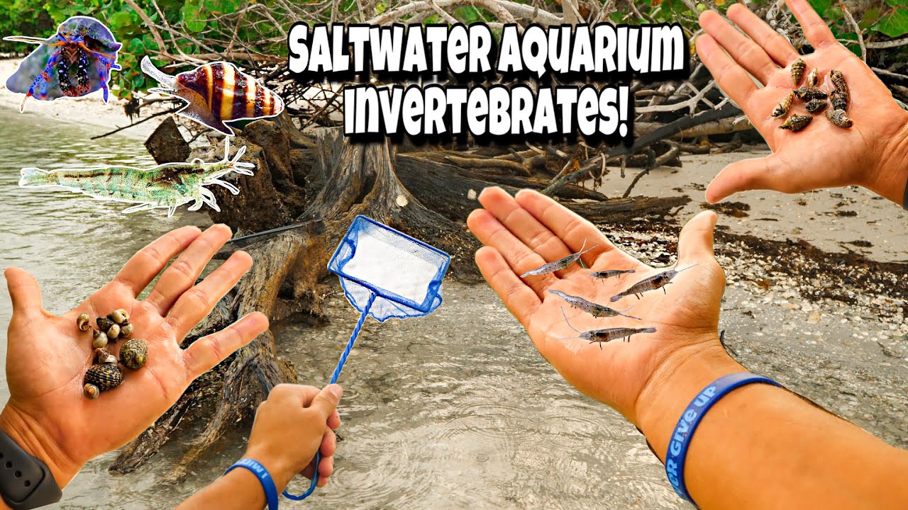 nick and paul bon tempi Catching MICRO SHRIMP And CRABS For My AQUARIUM!!