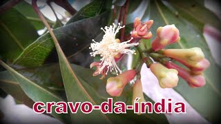 CRAVO-DA-ÍNDIA - Syzygium aromaticum - thptnganamst.edu.vn