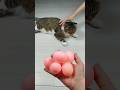 Cat Barsik Balls 🌈🥚 Reverse video #marblerunandmore #cat #reverse