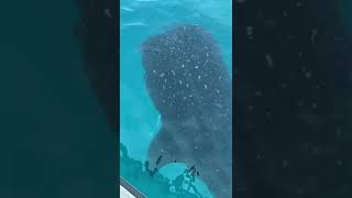 Massive Whale Shark Spotted in Gulf of Mexico
