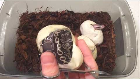 Cutting Ball Python Eggs - Clutch #22 - Ghi X Pastel Mystic Potion - Last clutch of 2016!!!