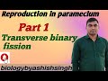 Reproduction in paramecium. Asexual reproduction in paramecium. Transverse binary fission