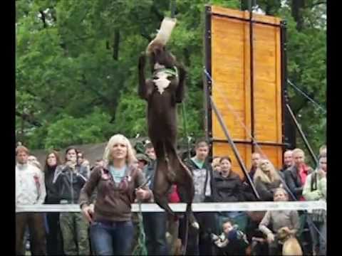 Thumbnail for Pitbullshow 2011.mpg