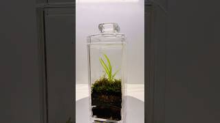 Where Creativity Meets Nature#terrarium#abudhabi#for sale