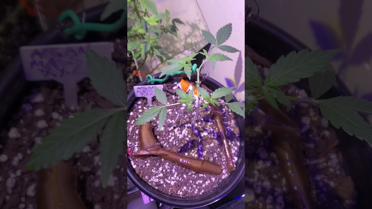 skunk seeds man & Afghanistan xxl auto