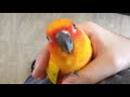 Screaming Sun Conure Plays Outside of Cage