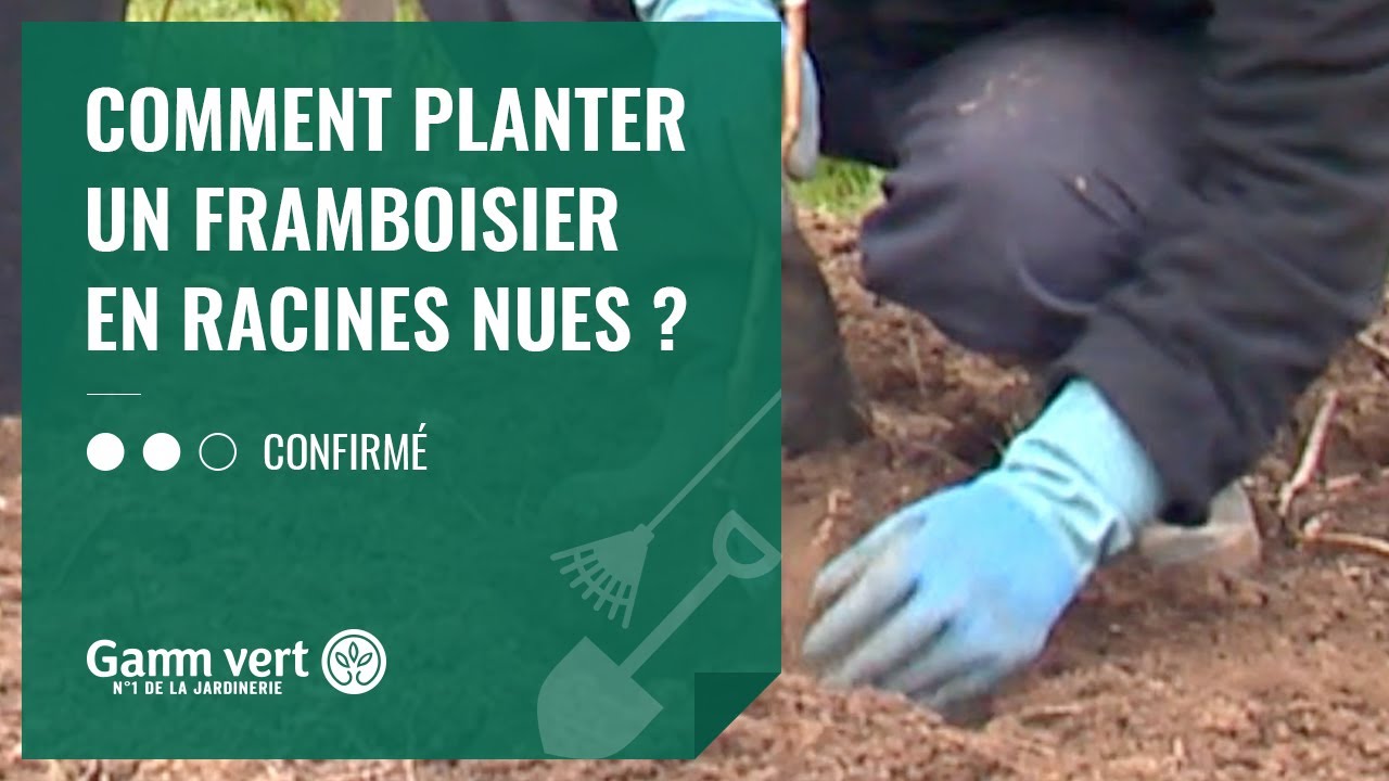 Guide étape par étape pour réussir la plantation de framboisiers