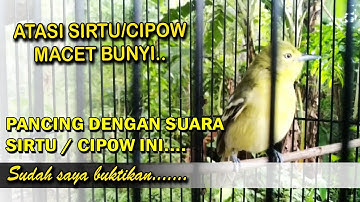 Cara mengatasi cipow sirtu yang macet bunyi sudah dicoba hasilnya langsung nyaut dengarkan suara ini