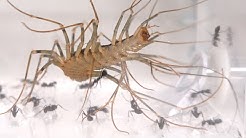 Nan Nan Back Skip Navigation Search Search Sign In Home Home Explore Explore Shorts Shorts Subscriptions Subscriptions Library Library History History Ohchannel Ohchannel Verified 1 19m Subscribers Subscribe Home Videos Playlists Nan Nan Back Skip Navigation Search Search Sign In Home Home Explore Explore Shorts Shorts Subscriptions Subscriptions Library Library History History Ohchannel Ohchannel Verified 1 19m Subscribers Subscribe Home Videos Playlists