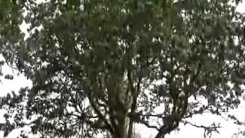 Graham Oaks: What an Oak Can Tell You