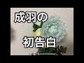 【成羽の初告白】