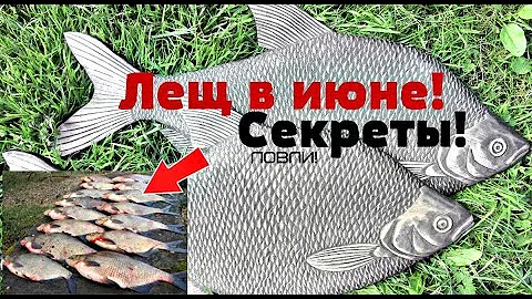 Как наловить гору леща в июне? Секреты советы и хитрости ловли леща летом в июне!