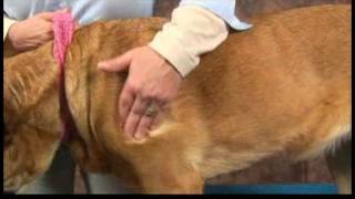 Dog Acupressure for Shoulder Arthritis : Dog Massage for Shoulder Arthritis: Shoulder Muscle Massage