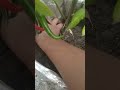 mirch plant repoting in terris garden | #ytshortsindia #gardening #nature #mirchifarming #mirchi 🌶🌶