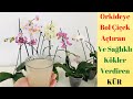 Orkidelere Bol Bol Çiçek Açtıran Mucizevi Bitki Besini/ Orkide Bakımı/Muz kabuğu/Orkide /Orchids