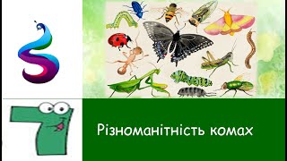 Різноманітність комах