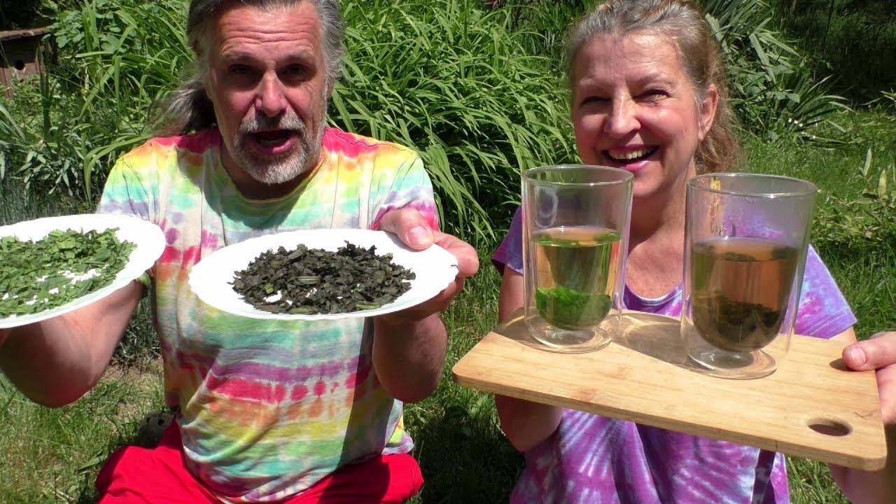 FERMENTOVANÝ JITROCEL alá černý čaj - vylepšená chuť i vůně, jak nám chutnal v porovnání s čerstvým?