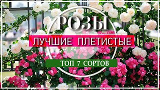 ТОП 7 ПЛЕТИСТЫХ РОЗ для Вашего САДА