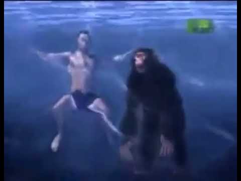 In Water Chimps Will Drown Animal Planet Monkey Meme Youtube In Water Chimps Will Drown Animal Planet Monkey Meme Youtube