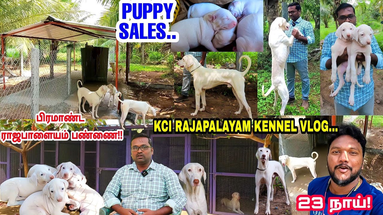 Doctors Kennel - KCI Rajapalayam Puppies Sales At Low Price | பிரமாண்ட 23 ராஜபாளையம் நாய் பண்ணை |