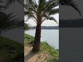Madiwala Lake Bangalore | Best Park for Morning Walk & Nature Lovers 🌿✨ #bangalorediaries #viral