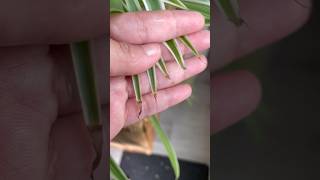 Brown tips in spider plant