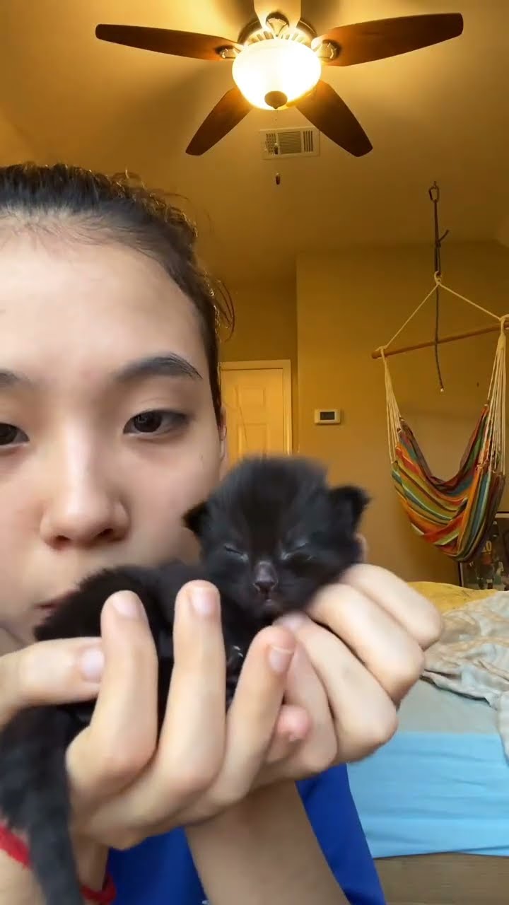 Je cherche nom pour chaton