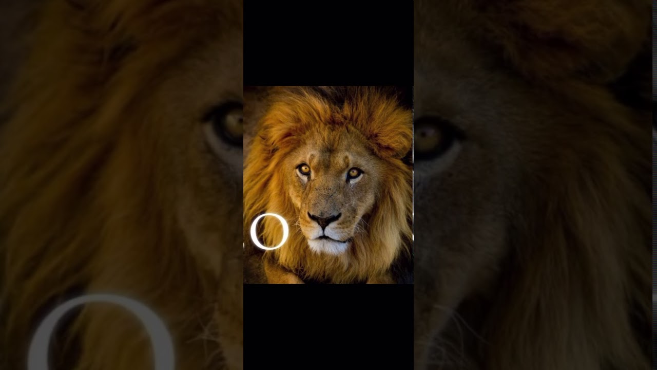 جديد!رد معجب الصعيري على كديميس 🔥