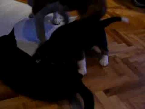 Video: Džiugu, kad gelbėjimo katės labai myli vienas kitą, jie tiesiog neapsiriboja