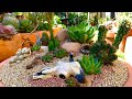 Desert Scene Succulent & Cacti Arrangement