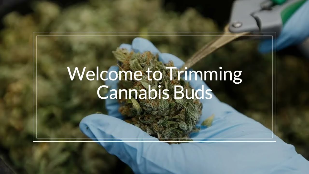 How To Start Trimming Cannabis Buds (Your Bountiful Guide That'll Trim Marijuana Like A Pro)