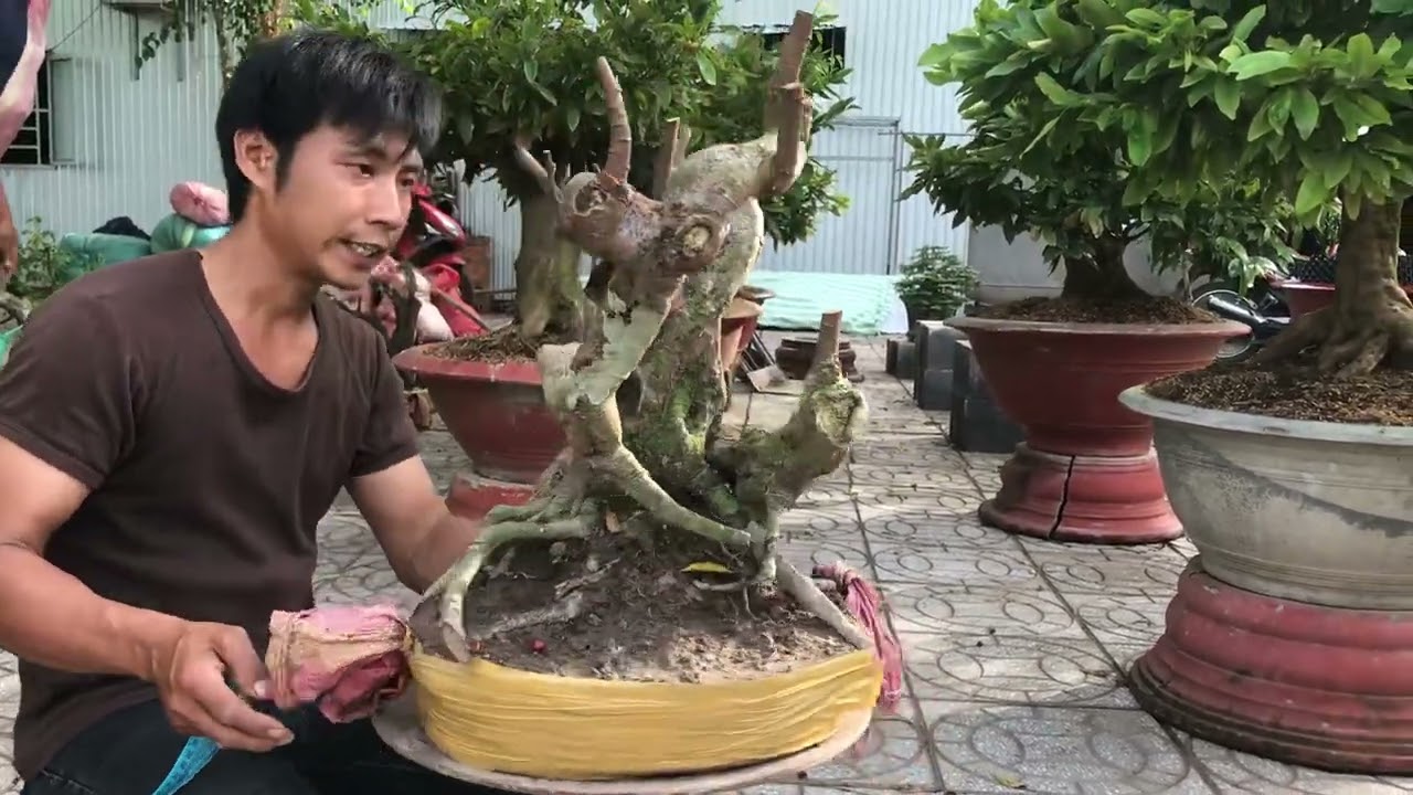 Khế gân hàng mới về giao lưu toàn quốc.ngoan 0946696977 - youtube