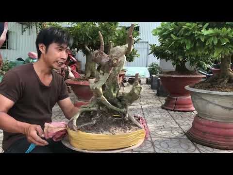 Video Khế gân hàng mới về giao lưu toàn quốc.ngoan 0946696977 - youtube