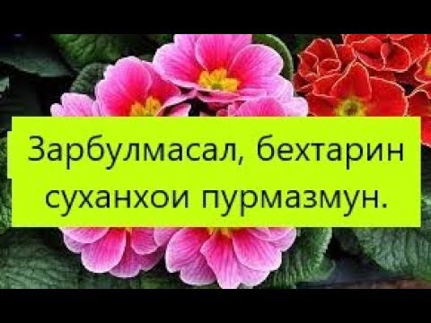 Зарбулмасал, бехтарин суханхои пурмазмун.  👍🏻 ❤