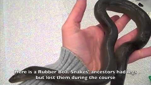 Science in a Minute: Convergent Evolution