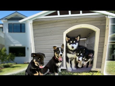 i-built-a-dog-house-for-our-7-husky-puppies