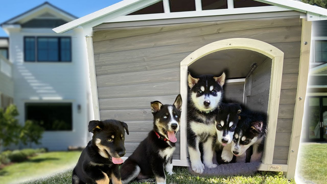 I Built a Dog House for our 7 Husky Puppies YouTube