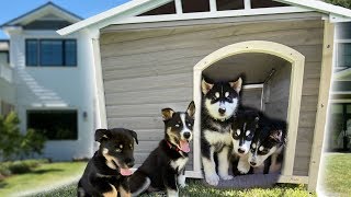 I Built a Dog House for our 7 Husky Puppies