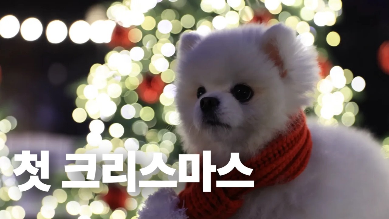 포메라니안 강원도 겨울여행