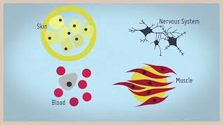 What is a neural stem cell? Narrated by Dr. Sam Weiss